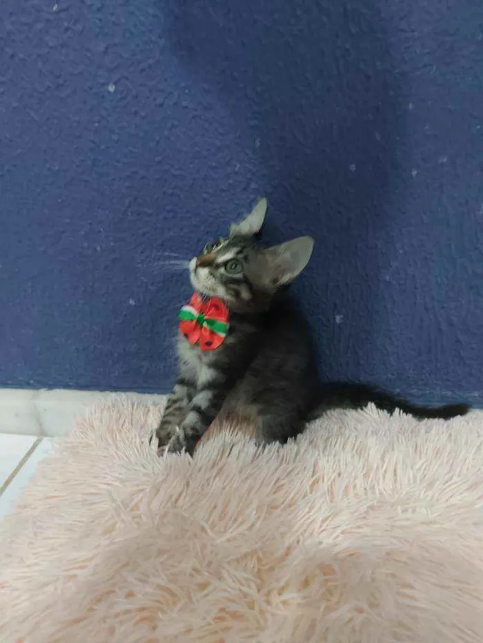 Gato raça Sem raça definida  idade 2 a 6 meses nome Lucki