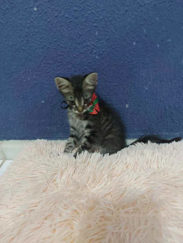 Gato raça Sem raça definida  idade 2 a 6 meses nome Lucki