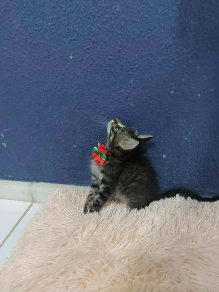 Gato raça Sem raça definida  idade 2 a 6 meses nome Lucki