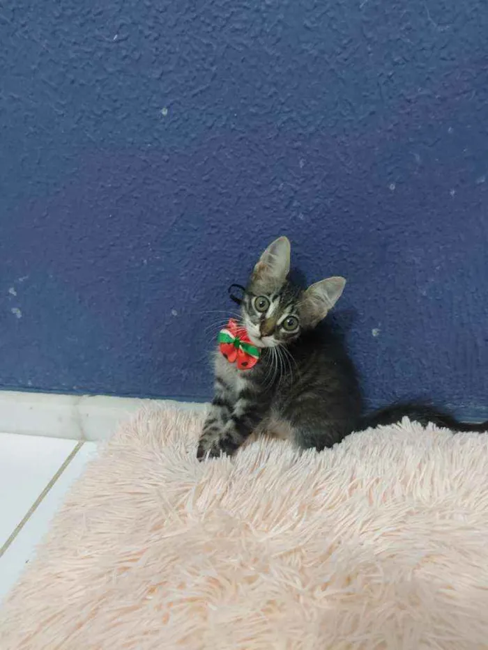 Gato raça Sem raça definida  idade 2 a 6 meses nome Lucki