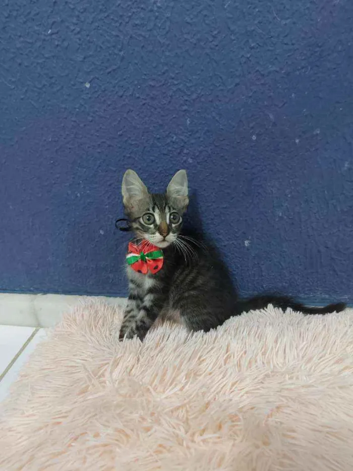 Gato raça Sem raça definida  idade 2 a 6 meses nome Lucki