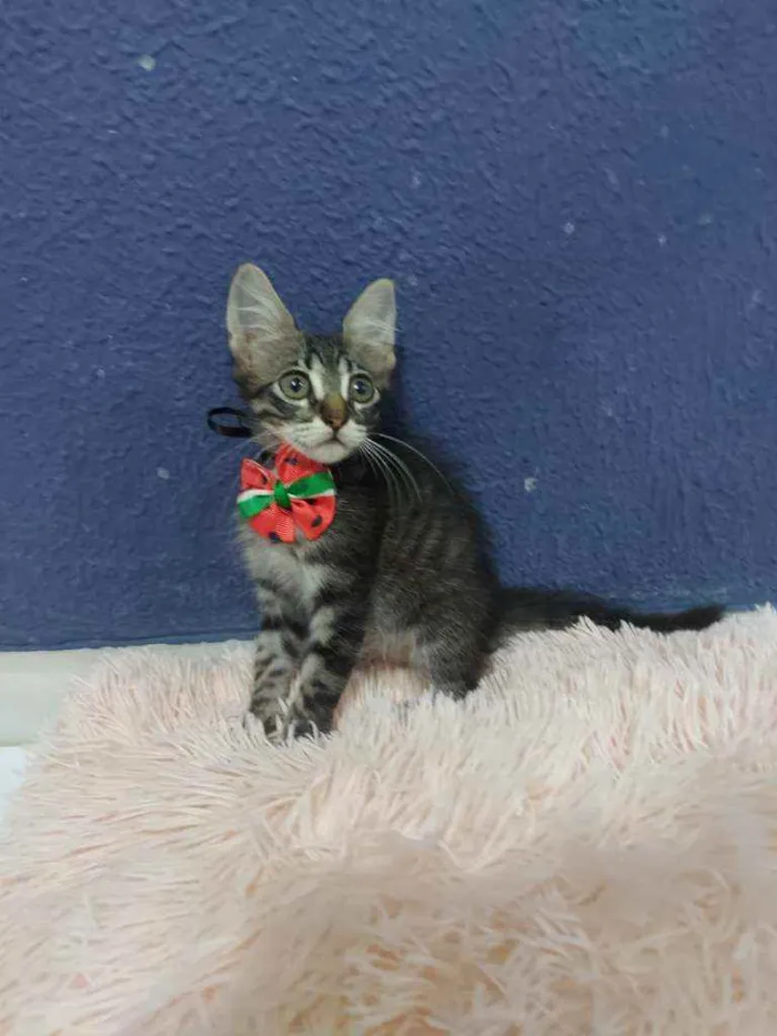 Gato raça Sem raça definida  idade 2 a 6 meses nome Lucki