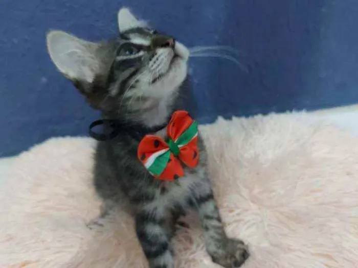 Gato raça Sem raça definida  idade 2 a 6 meses nome Lucki