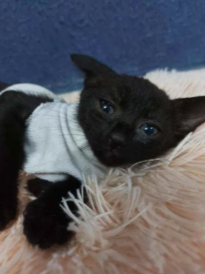 Gato raça Sem raça definida  idade 2 a 6 meses nome Meg