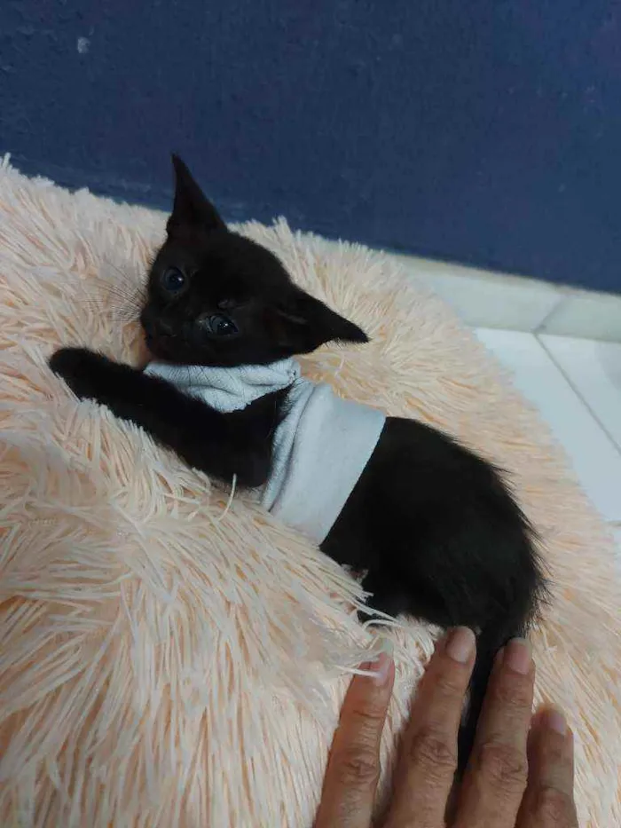 Gato raça Sem raça definida  idade 2 a 6 meses nome Meg