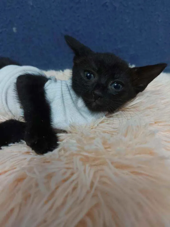 Gato raça Sem raça definida  idade 2 a 6 meses nome Meg