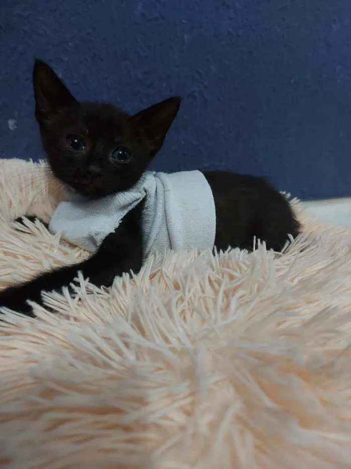 Gato raça Sem raça definida  idade 2 a 6 meses nome Meg