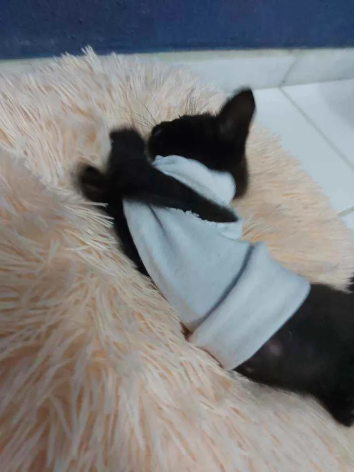 Gato raça Sem raça definida  idade 2 a 6 meses nome Meg