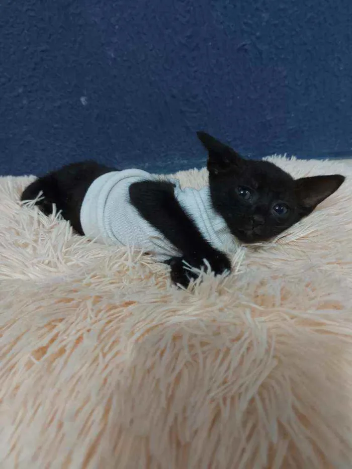 Gato raça Sem raça definida  idade 2 a 6 meses nome Meg