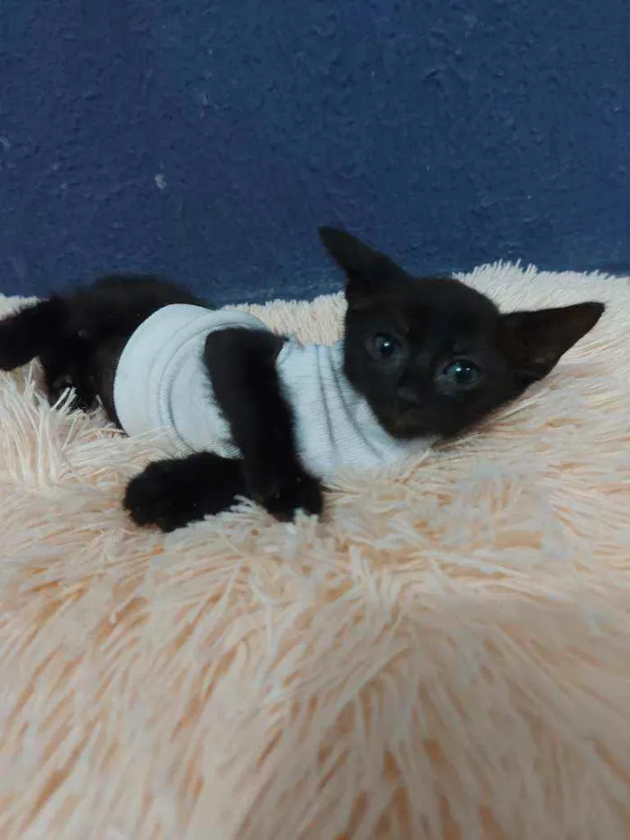 Gato raça Sem raça definida  idade 2 a 6 meses nome Meg