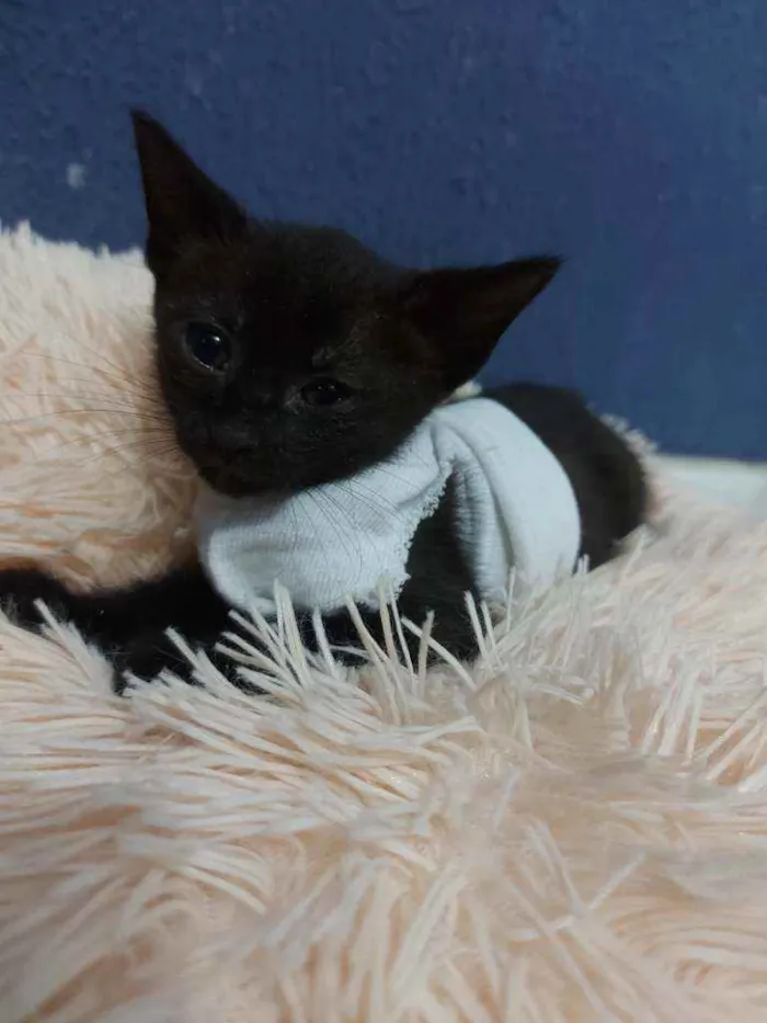 Gato raça Sem raça definida  idade 2 a 6 meses nome Meg