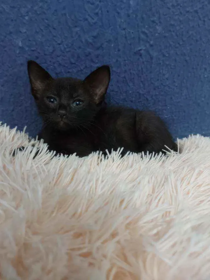 Gato raça Sem raça definida  idade 2 a 6 meses nome Meg