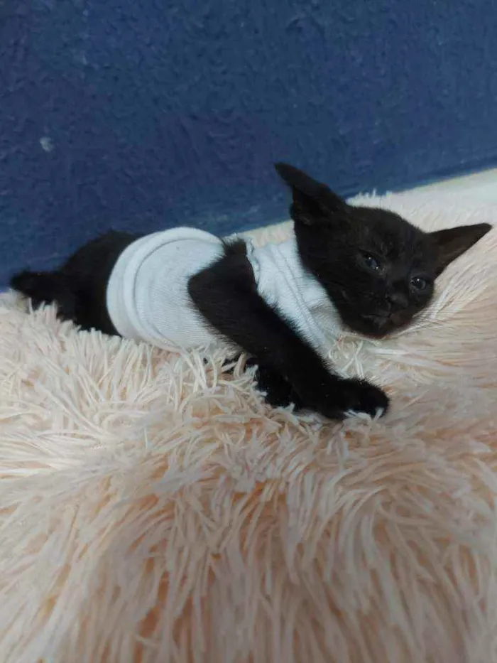 Gato raça Sem raça definida  idade 2 a 6 meses nome Meg