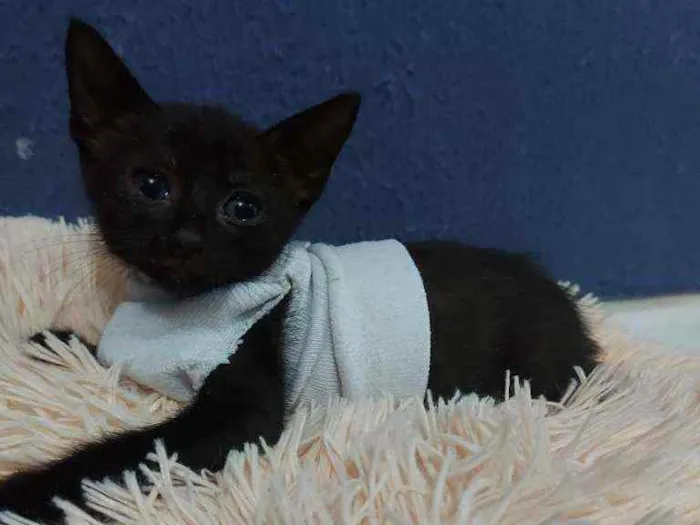 Gato raça Sem raça definida  idade 2 a 6 meses nome Meg