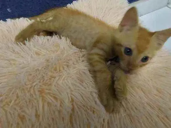 Gato raça Sem raça definida  idade 2 a 6 meses nome Ares