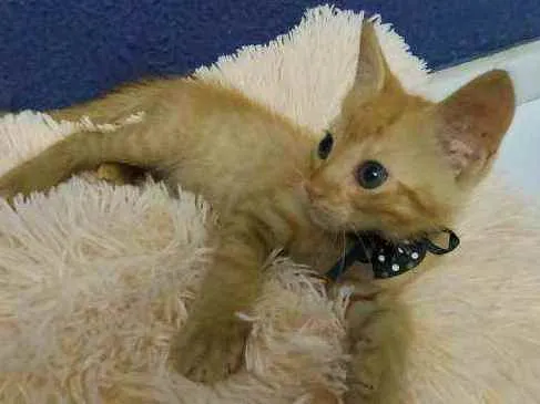 Gato raça Sem raça definida  idade 2 a 6 meses nome Ares
