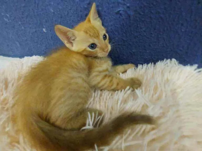 Gato raça Sem raça definida  idade 2 a 6 meses nome Ares