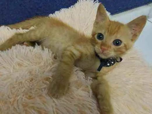 Gato raça Sem raça definida  idade 2 a 6 meses nome Ares