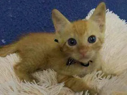 Gato raça Sem raça definida  idade 2 a 6 meses nome Ares