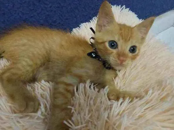 Gato raça Sem raça definida  idade 2 a 6 meses nome Ares