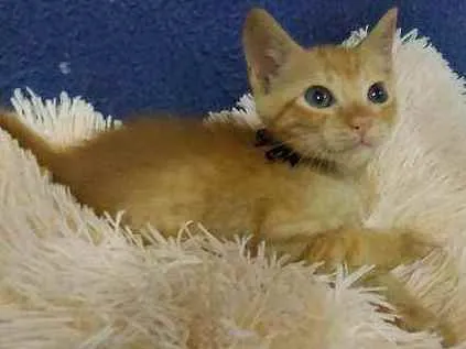 Gato raça Sem raça definida  idade 2 a 6 meses nome Ares