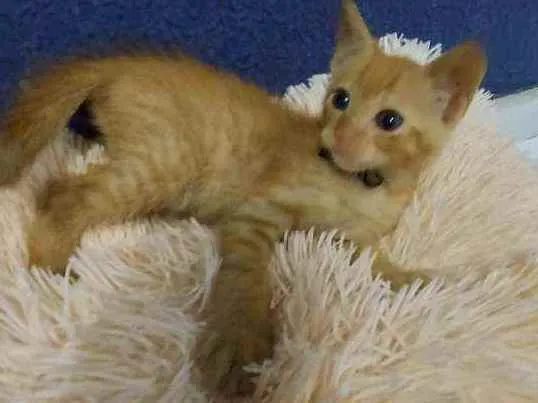 Gato raça Sem raça definida  idade 2 a 6 meses nome Ares