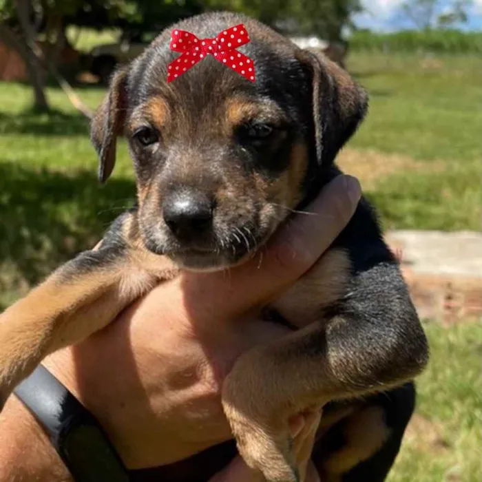 Cachorro ra a Mestiça  idade Abaixo de 2 meses nome Cacau 