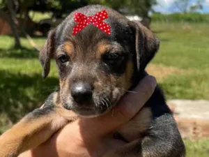 Cachorro raça Mestiça  idade Abaixo de 2 meses nome Cacau 