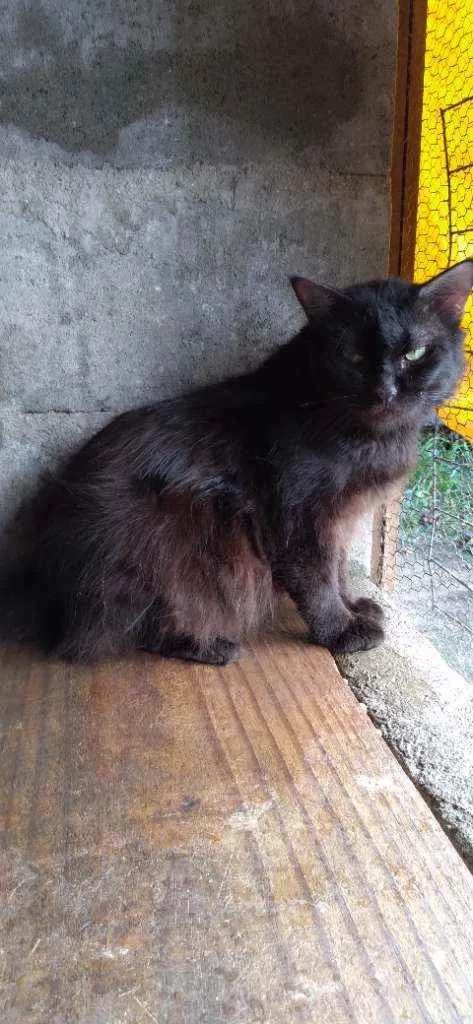 Gato ra a Srd idade 2 anos nome Obama