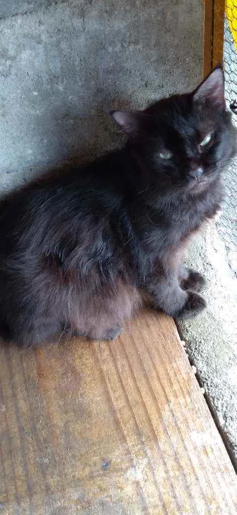 Gato ra a Srd idade 2 anos nome Obama