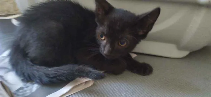 Gato ra a Srd idade 2 a 6 meses nome Salen