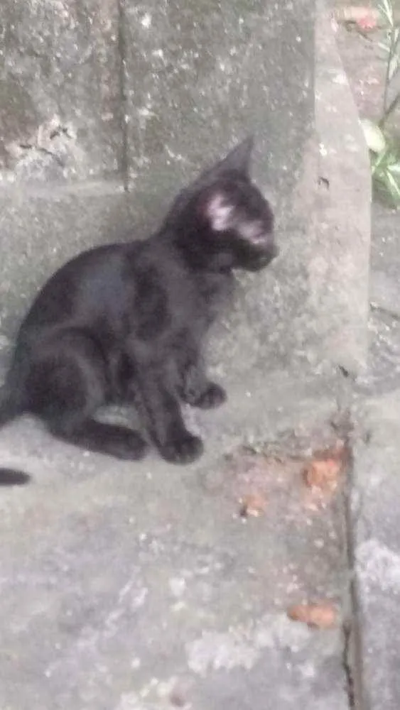 Gato ra a Srd idade 2 a 6 meses nome Salen