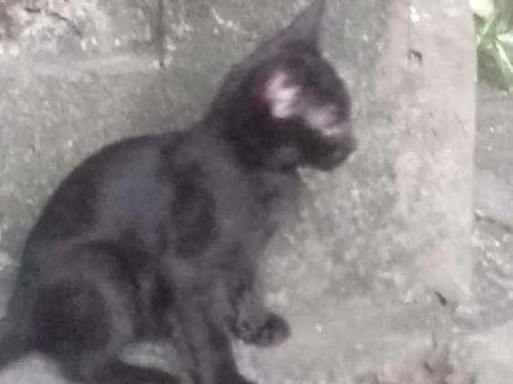 Gato ra a Srd idade 2 a 6 meses nome Salen