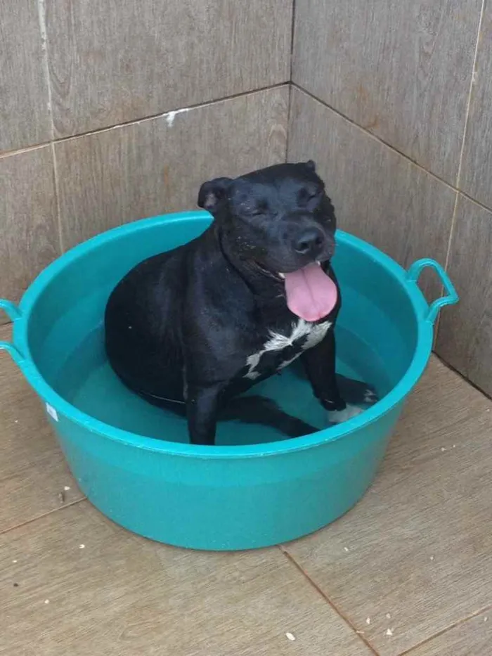 Cachorro ra a American stadforshire terrier idade 6 ou mais anos nome Hanna