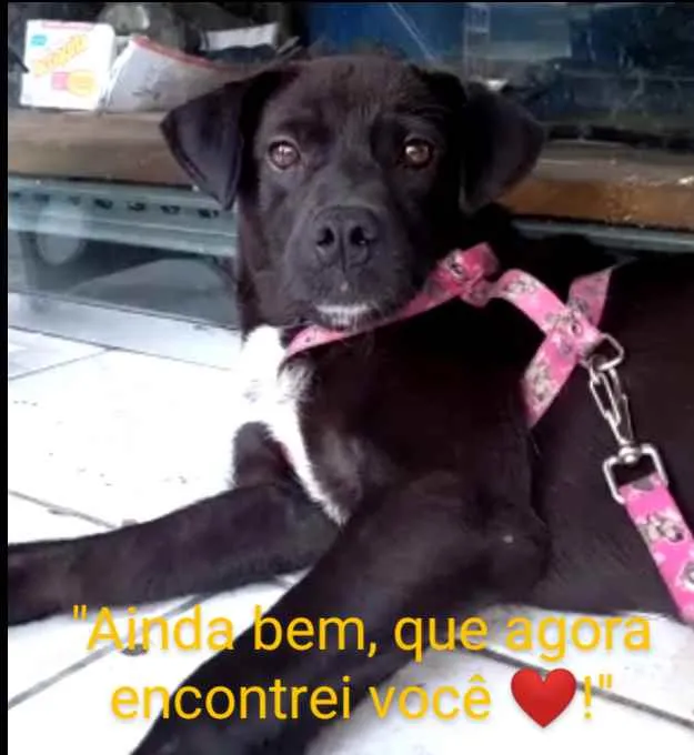 Cachorro ra a Legítima Brasileirinha idade 2 a 6 meses nome Jade
