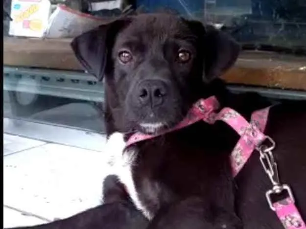 Cachorro ra a Legítima Brasileirinha idade 2 a 6 meses nome Jade