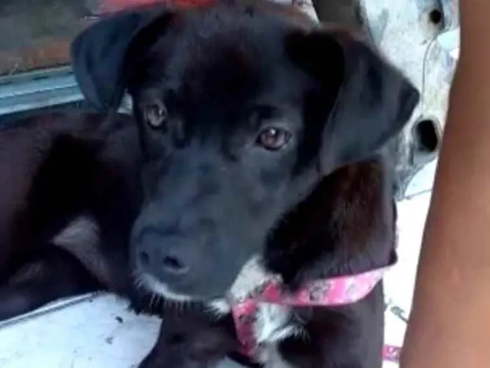 Cachorro ra a Legítima Brasileirinha idade 2 a 6 meses nome Jade