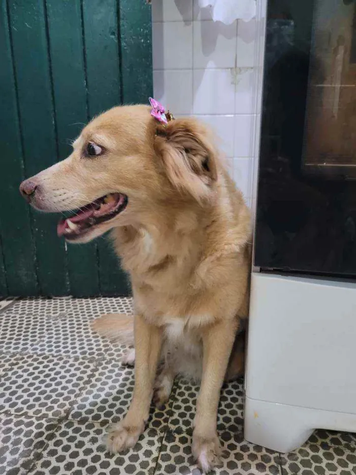 Cachorro ra a SRD idade 5 anos nome BEBÊ