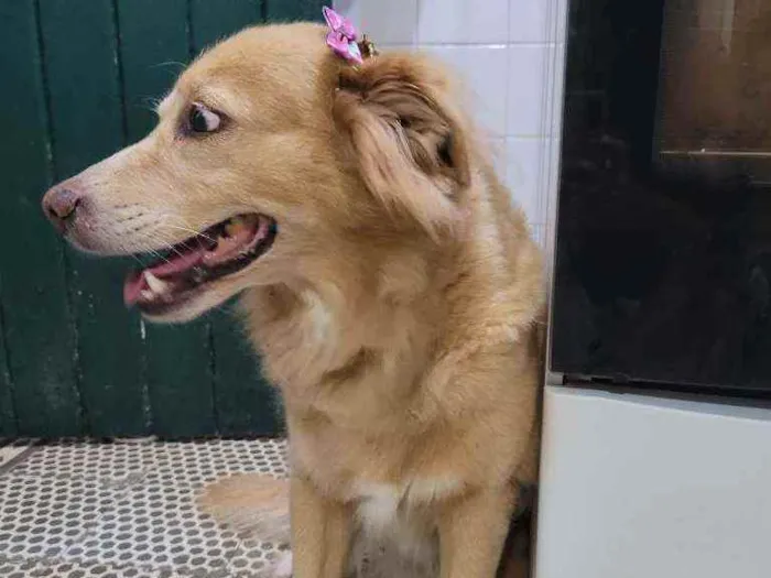 Cachorro ra a SRD idade 5 anos nome BEBÊ