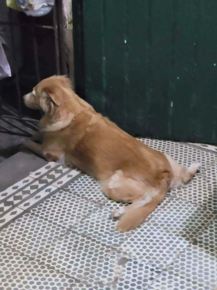 Cachorro ra a SRD idade 5 anos nome BEBÊ