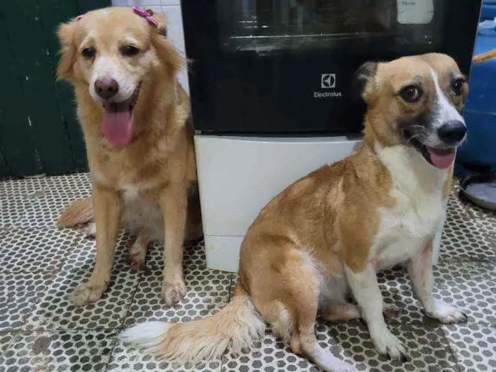 Cachorro ra a SRD idade 5 anos nome BEBÊ