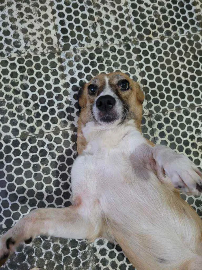 Cachorro ra a SRD idade 5 anos nome Biscoito