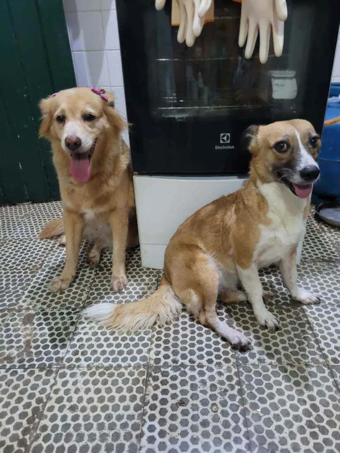 Cachorro ra a SRD idade 5 anos nome Biscoito