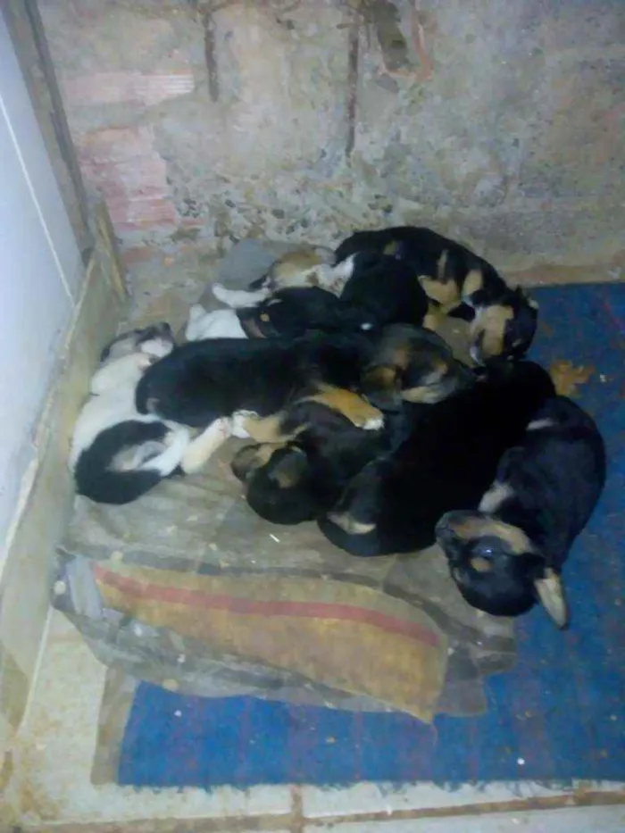 Cachorro ra a Vira lata idade Abaixo de 2 meses nome Sem nome filhotes