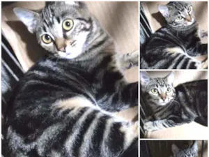 Gato raça Srd idade 2 a 6 meses nome Mestiça  ADOTADA