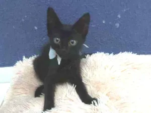 Gato raça Sem raça definida  idade 2 a 6 meses nome Black 