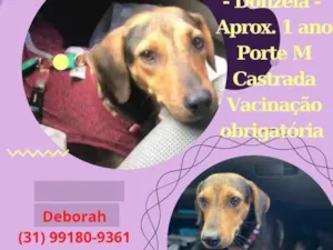 Cachorro raça Srd idade 1 ano nome Donzela
