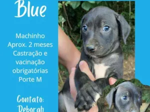 Cachorro raça Srd idade Abaixo de 2 meses nome Blue