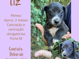 Cachorro raça Srd  idade Abaixo de 2 meses nome Liz