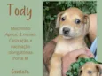 Toddy